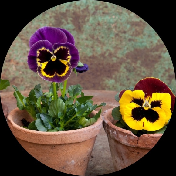 poshpansies